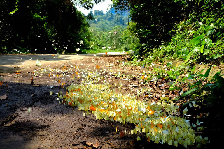 Cuc Phuong nationalpark Van Long-reservatet Privat dagsutflykt