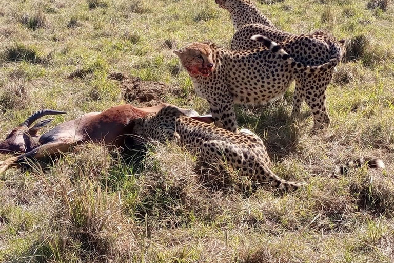 Z Nairobi: 2-dniowa wycieczka do Parku Narodowego Amboseli