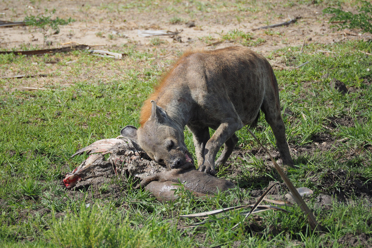 Von Sansibar: 3-tägige Selous-Safari, Bootstour &amp; Besuch bei den MaasaiAll-Inclusive: 3-Tages-Safari, Bootsfahrt und Busch-Wanderung