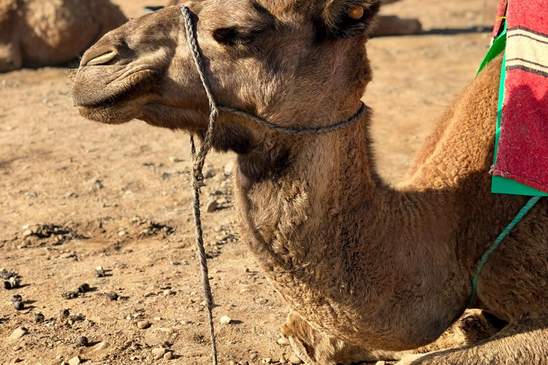 Van Casablanca :Naar Tanger, Tetouan en Chefchaouen via TGV