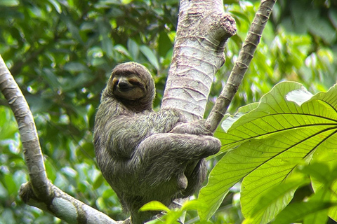 Manuel Antonio Park: Guidad tur för att se djur och strandtidPrivat tur