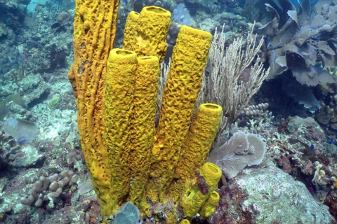 La Romana: Catalina Island for Mein Schiff Cruise Passengers