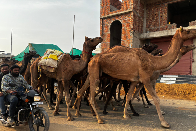 Vanuit Delhi 15-daagse Rajasthan & Taj Mahal-tour per privéauto