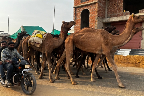 Goldenes Dreieck Tour Pushkar & Jodhpur mit dem Auto 7 Nächte 8 TageNur Ac Car + Tourguide