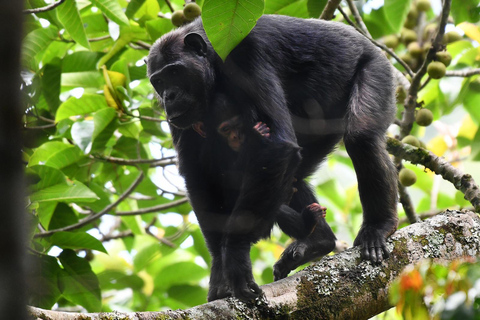 Kigali - Nyungwe: 2 Days Nyungwe Chimpanzee Trekking Tour