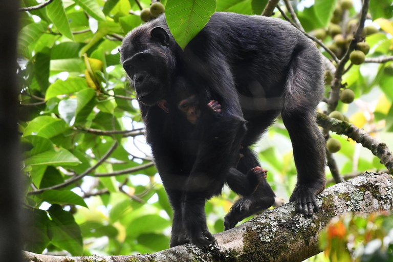 Kigali - Nyungwe: 2 Days Nyungwe Chimpanzee Trekking Tour