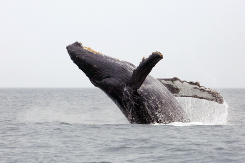 Honolulu, Oahu: Waikiki Whale Watching Cruise