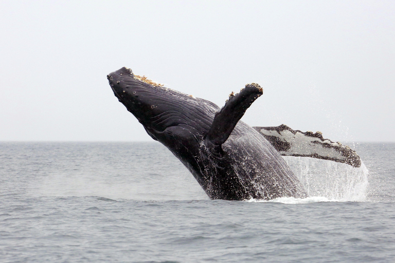 Honolulu, Oahu: Waikiki Whale Watching Cruise