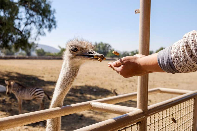 Teotihuacan: Ingång till Animal Kingdom Park; Äventyr &amp; Natur