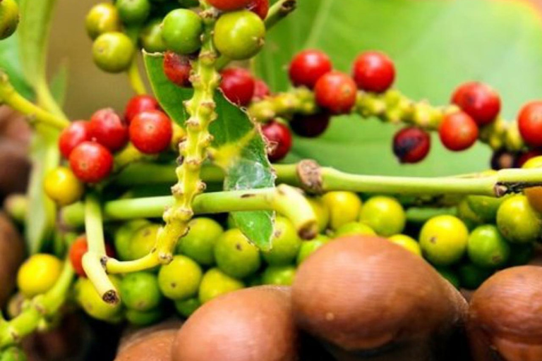 Zanzibar: Spice Farm Tour No hotel Pick up and drop off transfer