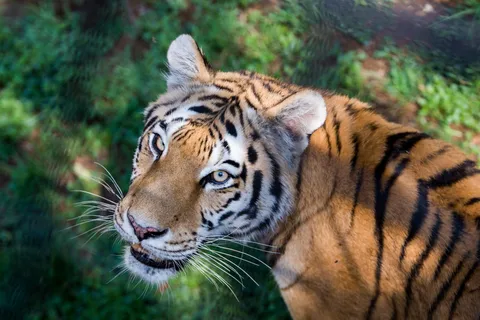 Inträdesbiljett till Johannesburg Zoo