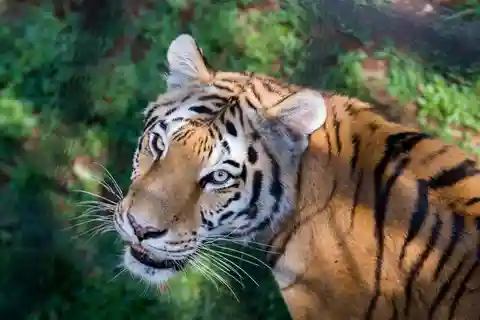 ヨハネスブルグ動物園入場券