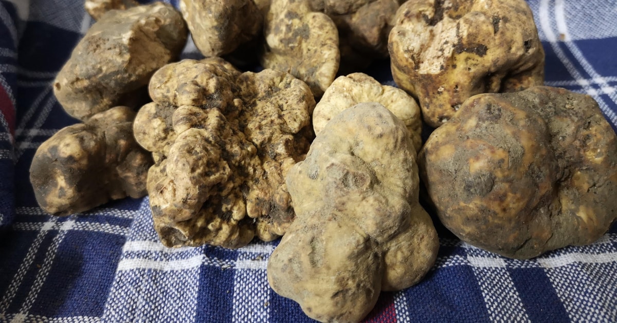 Arezzo: truffle hunting, tasting, and a cooking class with truffles ...