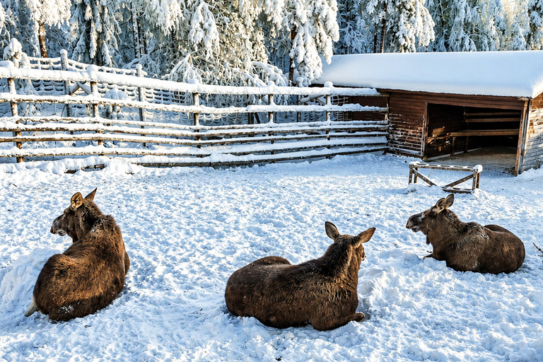 Rovaniemi: Ranua Wildlife Park, Polar Bears & Arctic Animals ⭐ Ranua Highlights | 4h | Polar Bears | Most Popular