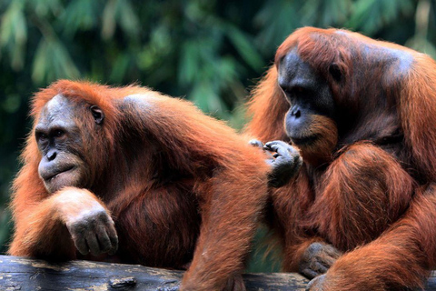 Ganztagestour in Sepilok Orang-Utan, Sonnenbär &amp; Stadtführung Sandakan(Private Tour) Sepilok Orang-Utan, Sonnenbär &amp; Stadtführung