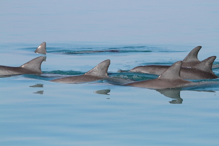 Dolfijnen-kijktocht