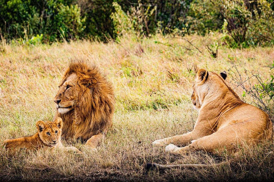 Safari Exclusif Au Lac Nakuru Et Au Maasai Mara Getyourguide