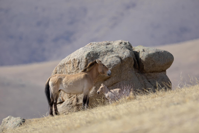 Hustai National Park Day Tour Autumn: Standard Departure