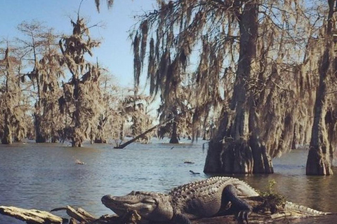 New Orleans/Westwego: Pontoon Boat Swamp Tour With Pickup