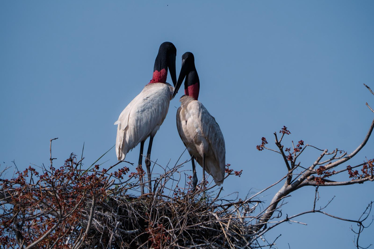 São Paulo: 3-Day Eco Safari Experience in the Pantanal