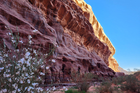 Wadi Rum: 2-Day Southern Desert Tour, Camel & Stargazing