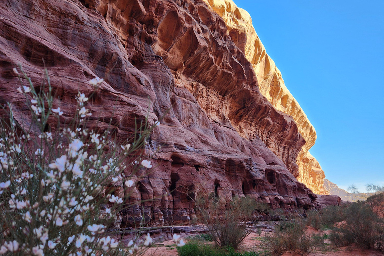 Wadi Rum: 2-Day Southern Desert Tour, Camel & Stargazing