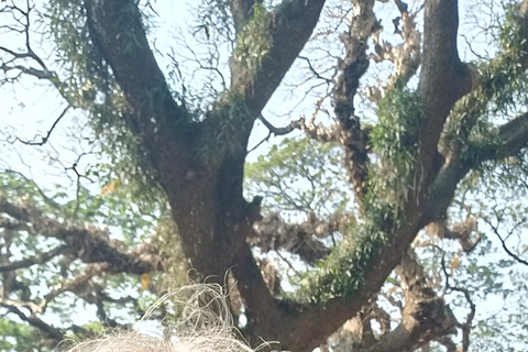 Kochi: Tuk-Tuk Tour with Cruise Ship Terminal Pickup