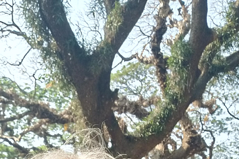 Kochi: Tuk-Tuk Tour with Cruise Ship Terminal Pickup