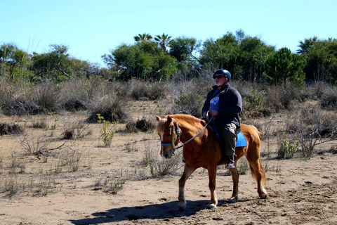 Antalya Forest and Beach Horseback Riding Tour Organization Sunset Tour Excluding Transport