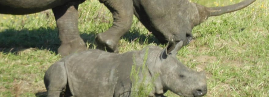 Lieu merveilleux : Parc des zones humides d'Isimangaliso - Safaris en voiture