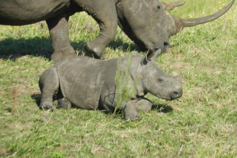 Hluhluwe-iMfolozi Park - Open Safari Vehicle Game Drives