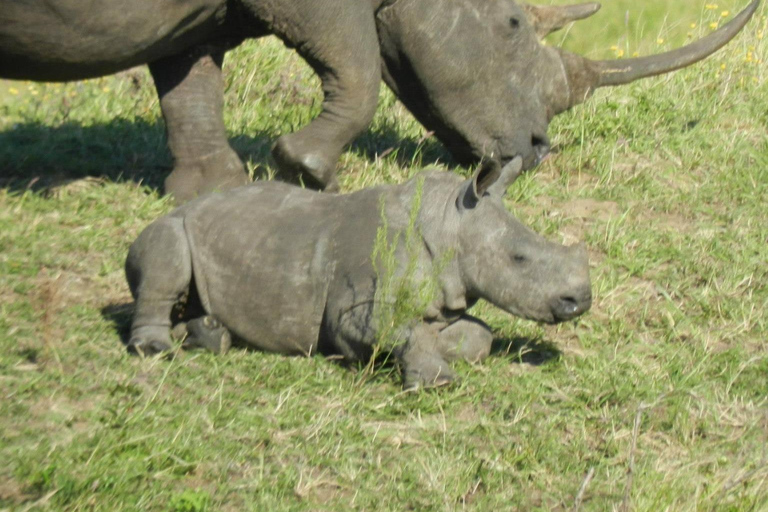 Hluhluwe-iMfolozi Park - Open Safari Vehicle Game Drives