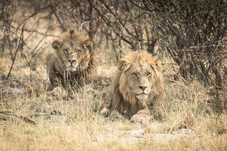 Zanzibar: 3-Day Mikumi National Park Safari with Free Pickup
