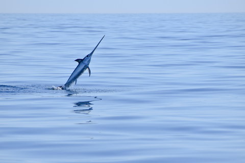 New: Into the Wild - 3H w/Marine Biologists - dolphins &more