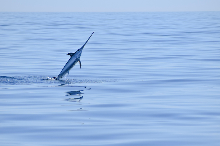 New: Into the Wild - 3H w/Marine Biologists - dolphins &more