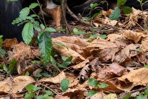 From Kigoma: 3-Day Gombe Chimpanzee Trek with Boat Ride Mid-Range 3-Day Gombe Package ( 2 nights )