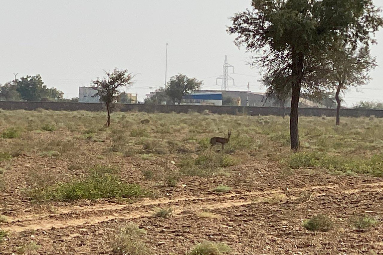 Jodhpur Bishnoi Village Safari With Meal - A Day Tour Private Transport + Local Guide + Entry Tickets.