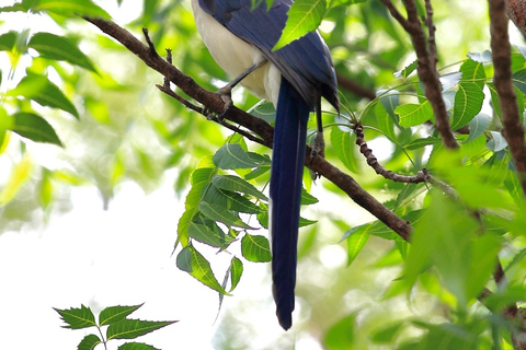 Parque Nacional de Carara: Melhor Tour Parque Nacional de Carara - Um dia