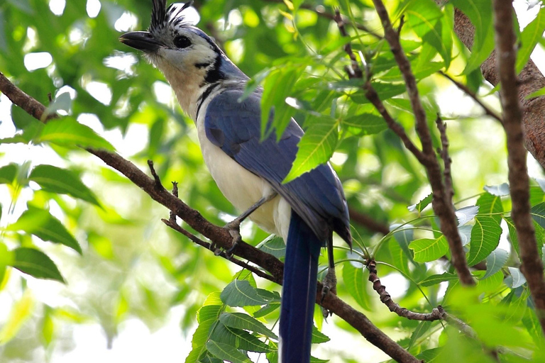 Parque Nacional de Carara: Melhor Tour Parque Nacional de Carara - Um dia