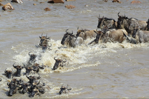 Serengeti: 7-dniowe safari po Wielkiej Migracji z lotami