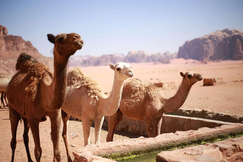 Wadi Rum Full-Day Jeep Tour: Lunch, Sunset & Hidden Gems