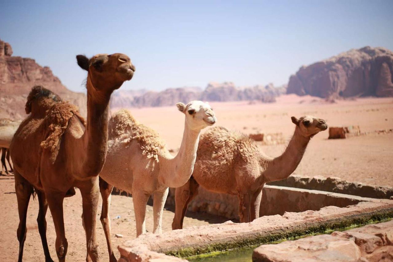 Wadi Rum Full-Day Jeep Tour: Lunch, Sunset & Hidden Gems