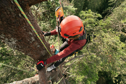 Vancouver Tree Climbing Tour: Canopy Expedition Adventure