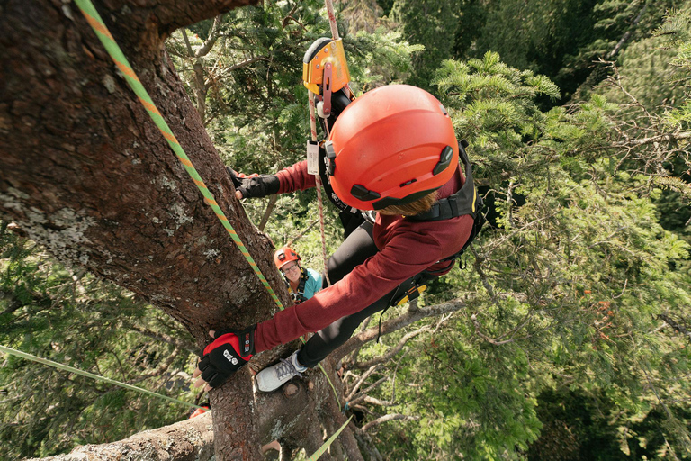 Vancouver Tree Climbing Tour: Canopy Expedition Adventure