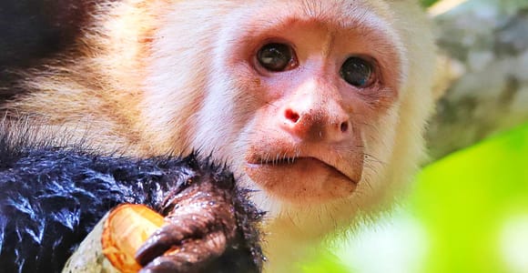 2-Hour Damas Mangrove Kayak Tour from Quepos – Wildlife
