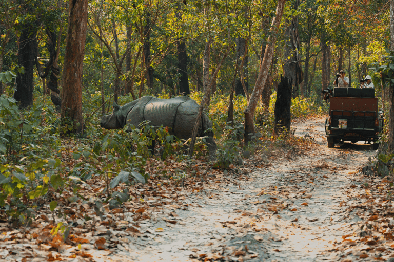 Safari med bengaliska tigrar och enhörningar i ChitwanSafari med bengaltigrar och enhörningar i Chitwan