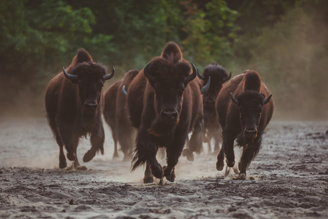 Berlin: Admission Tickets for Europe's Largest Animal Park Berlin: Admission Tickets for Tierpark Berlin