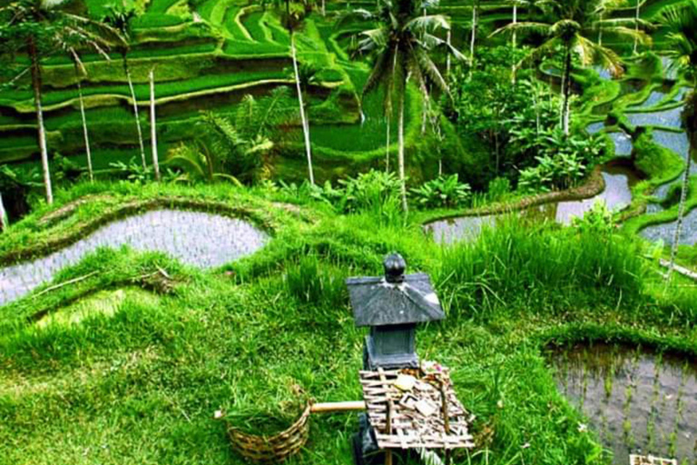 Tour privato della foresta delle scimmie di Ubud, dei campi di riso e dell&#039;altalena feliceTour privato di Ubud (biglietto d&#039;ingresso non incluso)