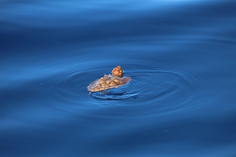 Funchal: Whale and Dolphin Watching Speed Boat Tour