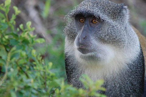 Zanzibar: Visita guiada à floresta de Jozani e à gruta de Kuza